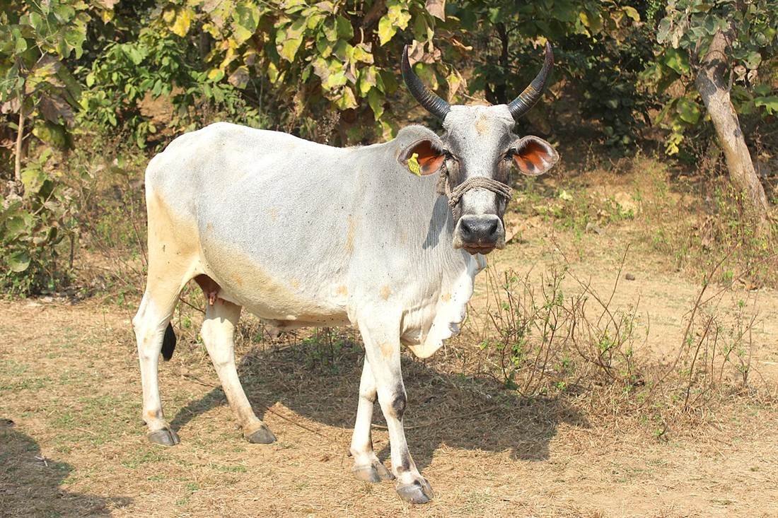 A cow near Bhopal, India
