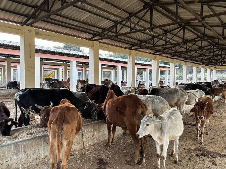 A gaushala, a shelter dedicated to the care and protection of cows, in Uttar Pradesh, India
